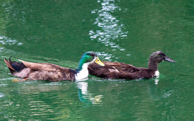 Ducks Swimming at Bird Island Park