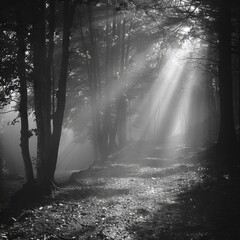 A black-and-white photo of a foggy forest path with light filtering through the trees, creating a mysterious atmosphere.