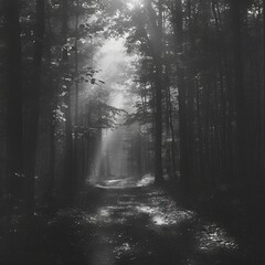 A black-and-white photo of a foggy forest path with light filtering through the trees, creating a mysterious atmosphere.