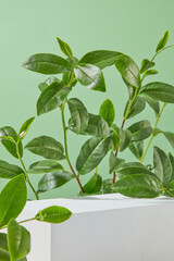 A white empty podium is placed in the middle of the frame on a light green background with many decorative green tea branches around it. Green tea has many benefit for both health and skin