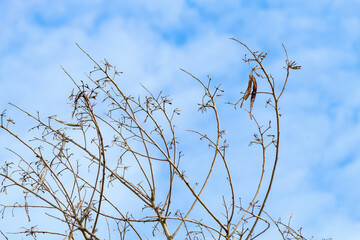 Tree branches and twigs, cloudy sky background