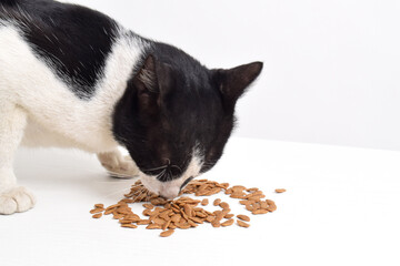 A cat is eating dry food in a white room, dry cat food in the shape of a fish is being licked by a...