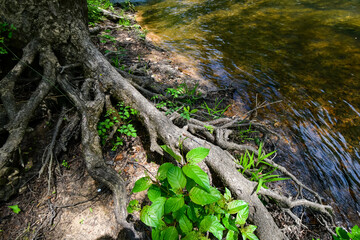 A Walk by the Cahaba River in Birmingham, Alabama