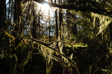 Moody light lights up the lichens and pine trees of this Canadian forest scene 