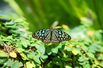 葉に止まり羽を広げて止まるアサギマダラ