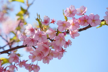 青空に映える河津桜