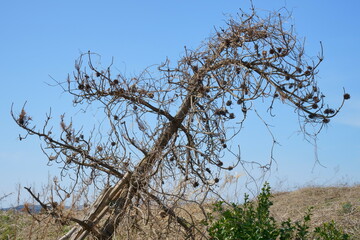 青空と実がついた枯木