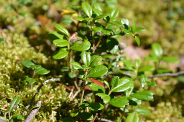 Cowberry bushes close-up.