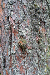 Pine bark close-up.