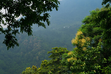 Obraz premium Himalayan mountains and lush green forest. Overcast day at monsoon at mountains. Scenic natural beauty of Darjeeling, West Bengal, India.
