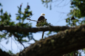 A bald eagle sit sentinel atop a tall fir tree in the pacific north west