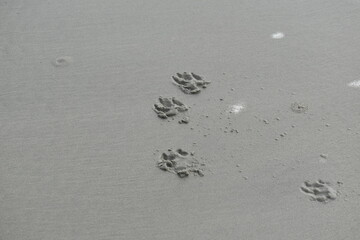 pawprints in the sand at the beach 