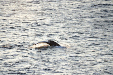 Fototapeta premium A humpback while fluke as it dives into the chilly Atlantic ocean waters off the coast of Newfoundland Canada