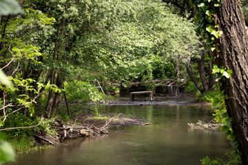 Obraz premium A river flowing trough the woods.