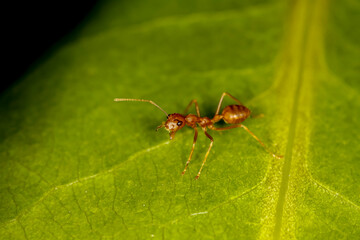 red ant is stay on nature green leaf