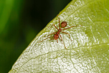 red ant is stay on nature green leaf