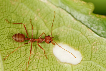 red ant is stay on nature green leaf