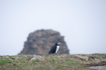 Atlantic puffins on the steep rocky cliffs facing the raging ocean where they court and make their nests or burrows
