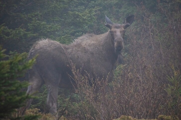 A bull moose looks through the underbrush in Newfoundland Canada