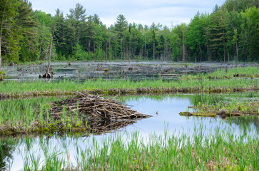 Beaver damns are reflected in the calm pond water on a clear summer evening in southern Quebec