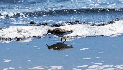 Obraz premium The Ruff is wading in the water, searching for food with its beak submerged in the water. The Ruff (Philomachus pugnax) is a captivating water bird often seen wading through wetlands and marshes. 
