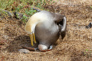 Critically Endangered Waved Albatross nesting on Espanola Island in the Galapagos