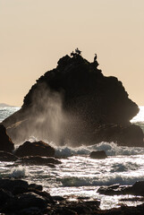 Cormorants take refuge from the rough pacific ocean on a rocky outcrop as the waves crash during...