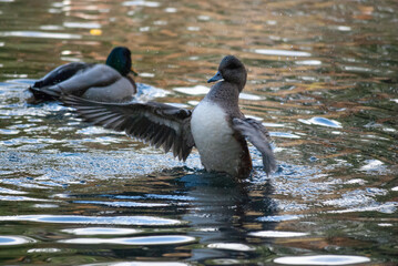 Mallard ducks splash, court and forage in a pond in Beacon Hill Park, Victoria BC