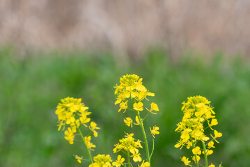 春の菜の花が咲く風景