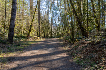 Obraz premium path or road in forest park with tall trees weather and nature