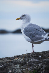 A portrait of a seagull on the brooding pacific coast of Victoria BC