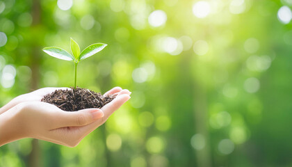 hand holding young plant on blur green nature background. concept eco earth day