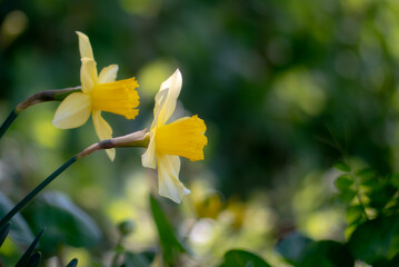 春の公園に群生していた黄色いラッパスイセン