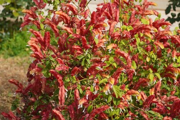 Mexican shrimp plant, or Beloperone guttata, flowers in the spring