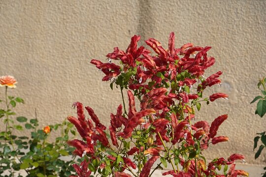 Blooming Mexican shrimp plant, or Beloperone guttata, in the spring