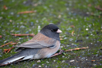 A junco rests on the ground between foraging for food for it's chicks