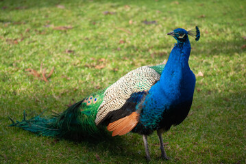 Fototapeta premium A portrait of a peacock with colorful plumage in a Beacon Hill Park in Victoria BC