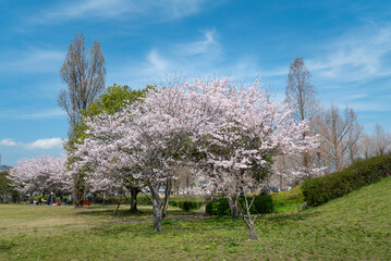 青空に桜が咲く美しい公園の風景　滋賀県大津市衣川緑地公園