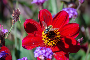 A bee polinates a beautiful blooming spring flower in a park on a sunny day in Victoria BC
