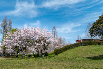 青空に桜が咲く美しい公園の風景　滋賀県大津市衣川緑地公園