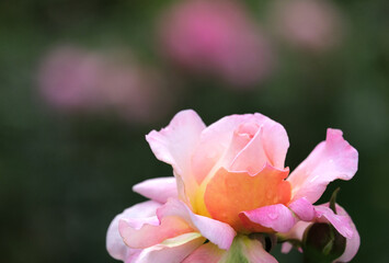 濡れたピンクのバラ