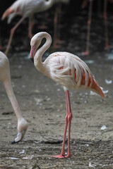 The flamingo is stand up and cute pink bird in nature garden