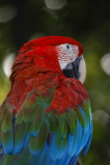 Close up the red macaw parrot bird in garden
