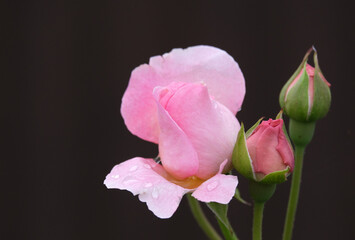 雨に濡れたピンクのバラ