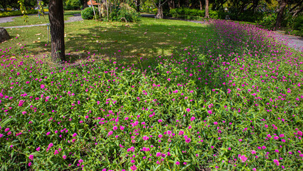 Obraz premium IMG_0353-Gomphrena globosa L1