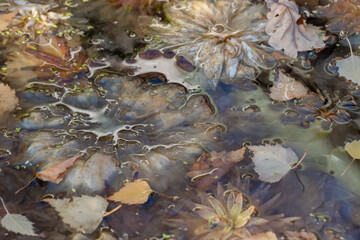 Semi abstract background image of muted flowers in still water. An ethereal background texture with...