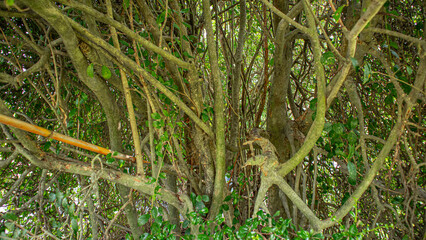  Murraya paniculata-bark and branches pair of in forest area background.