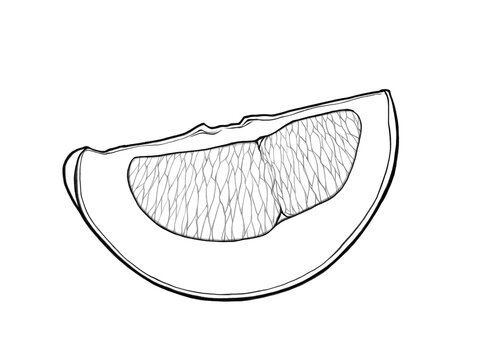 recommend clip art: くし切りにした晩白柚の線画イラスト