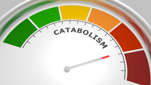 Catabolism low level on measure scale. Instrument scale with arrow. Colorful infographic gauge element. Catabolism breaks down large molecules with ATP as energy into smaller units.