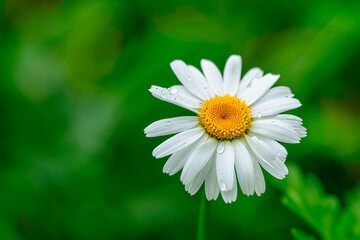 Obraz premium Close-up of daisy flower with green background